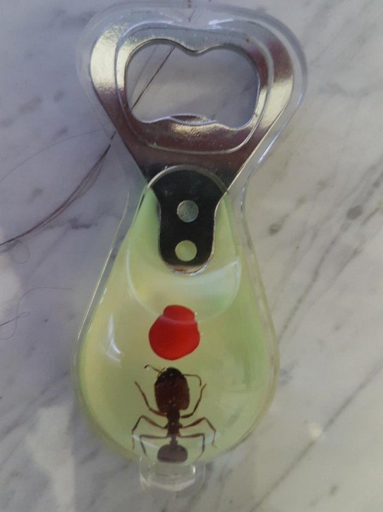 Echte Ameise / Ant Präparat in Kunstharz als Flaschenöffner