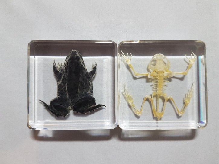 Echter Frosch und Frosch-Skelett (Hoplobatrachus rugulosus) 2 Präparate in Kunstharz