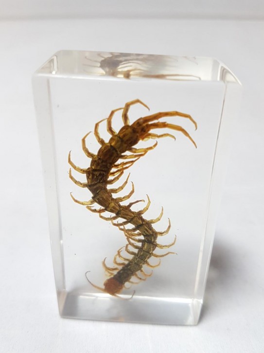 Echter kleiner Hundertfüsser Centipede Präparat in Kunstharz Acrylblock