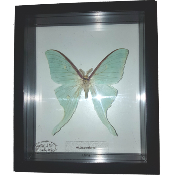 Actias selene Wunderschöner Schmetterling beidseitig UV-Schutzglas- Schaukasten