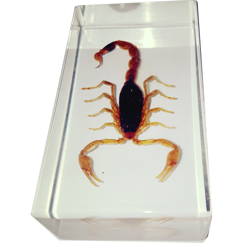 Goldener Skorpion Präparat in Kunstharz