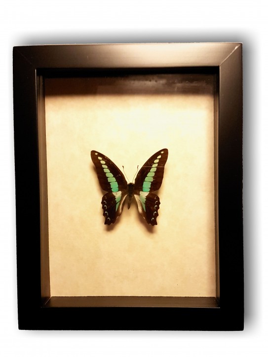 Graphium sarpedon. Wunderschöner Schmetterling in Schaukasten mit UV-Schutzglas