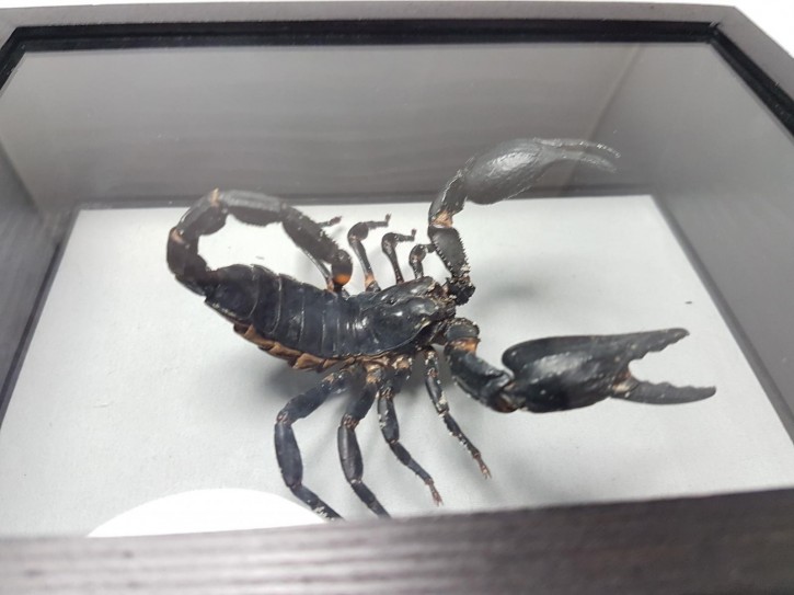 Schwarzer Laos-Skorpion - Heterometrus laoticus im großen Schaukasten