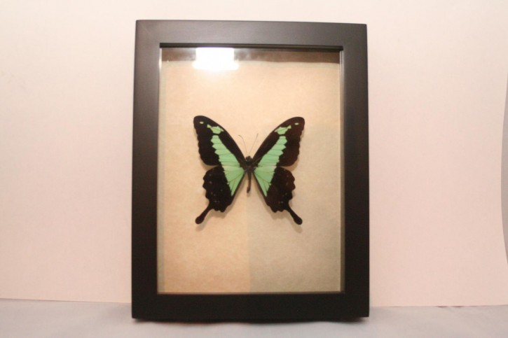 Papilio phorcas. Wunderschöner Schmetterling in Schaukasten mit UV-Schutzglas