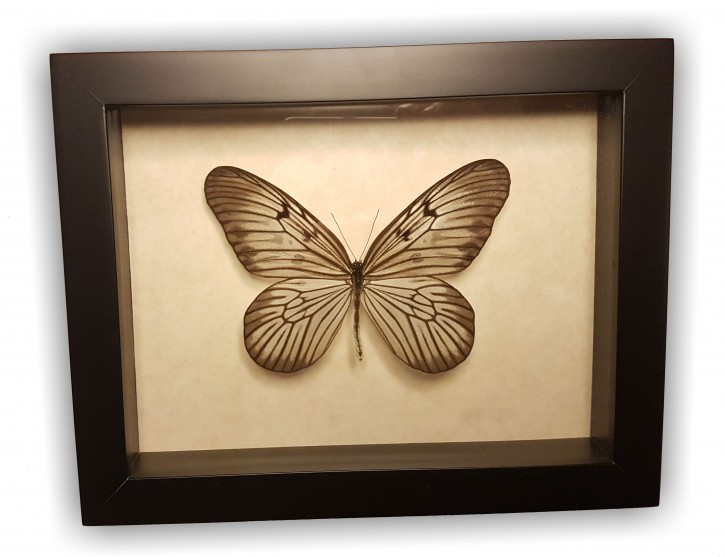 Idea blanchardi Wunderschöner Schmetterling,vorderseitig UV- Schutzglas Holzrahmen