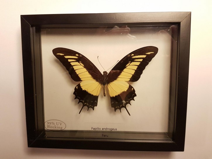 Papilio androgeus Wunderschöner Schmetterling, Beidseitig UV- Schutzglas- Rahmen