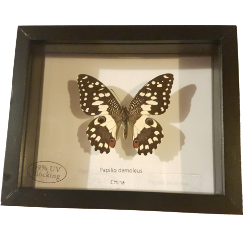 Papilio demoleus Wunderschöner Schmetterling beidseitig UV-Schutzglas- Schaukasten