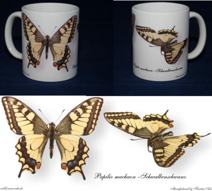 Papilio machaon - Schwalbenschwanz