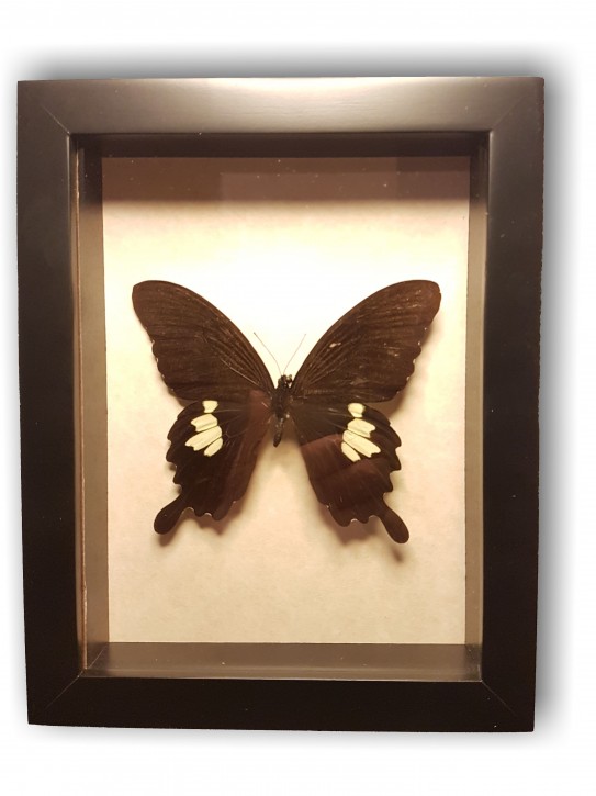 Papilio nephelus. Wunderschöner Schmetterling in Schaukasten mit UV-Schutzglas
