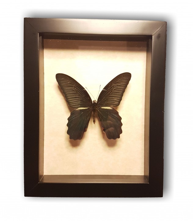 Papilio protenor. Wunderschöner Schmetterling in Schaukasten mit UV-Schutzglas