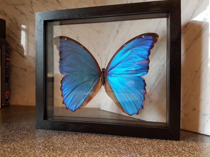 Morpho didius Wunderschöner Schmetterling,Beidseitig UV- Schutzglas- Rahmen