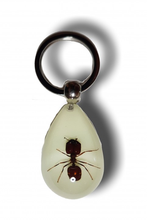 Schlüsselring mit eingegossener Ameise