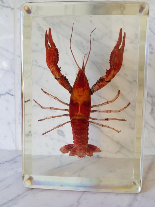 Echter Hummer Lobster Präparat in Kunstharz
