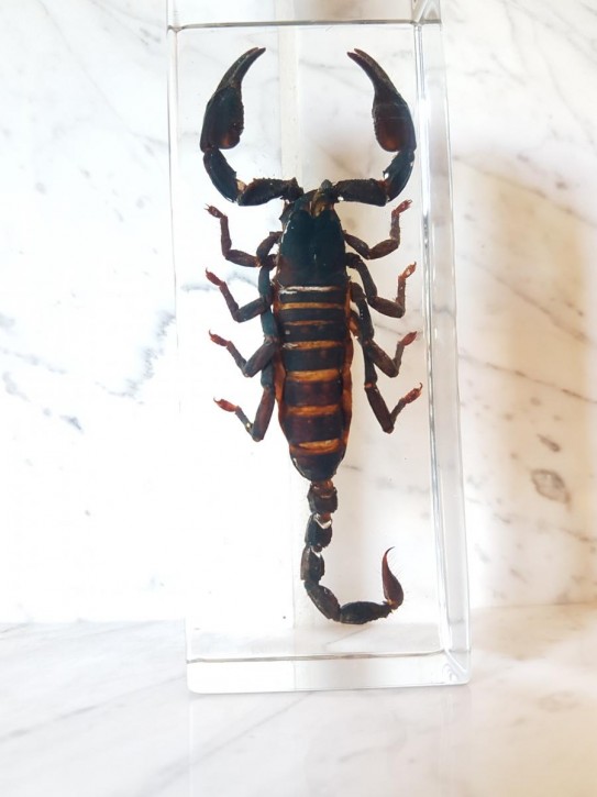 Echter Schwarzer Skorpion Präparat in Kunstharz Acrylblock