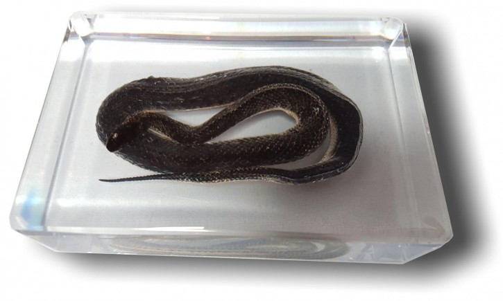 Grosse Wasser- Schlange (Enhydris chinensis – Wasserschlange) Präparat in Kunstharz
