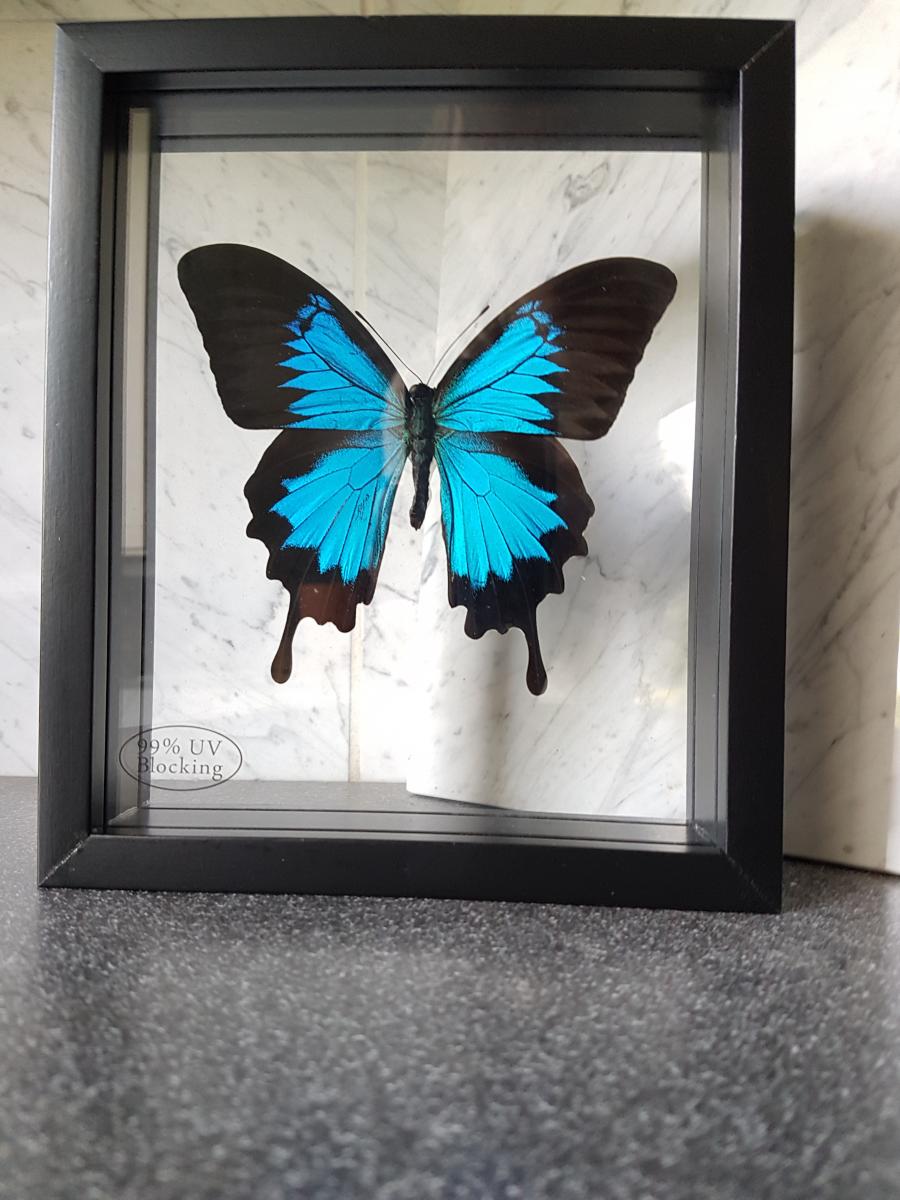 Rahmen Schutzglas Papilio Memnon Wunderschöner Schmetterling Beidseitig UV 