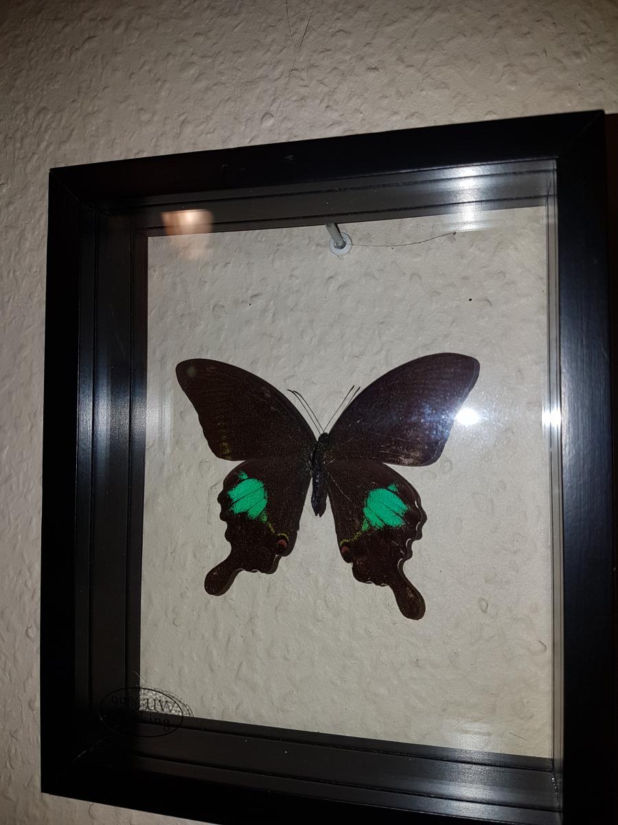 Beidseitig UV Papilio Memnon Wunderschöner Schmetterling Schutzglas Rahmen 