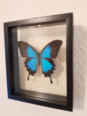 Papilio ulysses Schwalbenschwanz Schmetterling Schaukasten beidseitig UV- Glas
