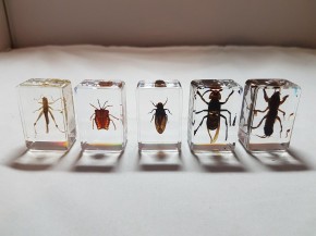 Echte Insekten, Sammler-Set Präparate in Kunstharz