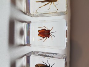 Echte Insekten, Sammler-Set Präparate in Kunstharz