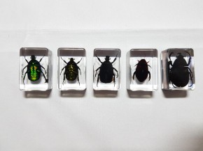 Echte Käfer, Sammler-Set Präparate in Kunstharz