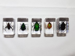 Echte Käfer, Sammler-Set Präparate in Kunstharz