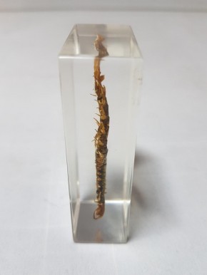 Echter kleiner Hundertfüsser Centipede Präparat in Kunstharz Acrylblock