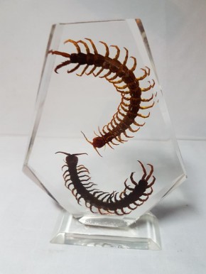 Zwei echte Hundertfüsser Centipede Präparat in Kunstharz Acrylblock