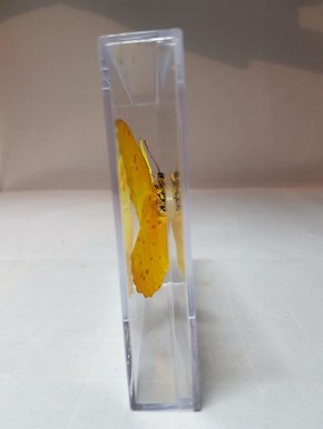 Phoebis philea - Orange-Gebänderter Schwefelfalter