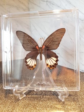 Papilio Memnon - Großer Mormon, Schmetterling in Acryl-Schaukasten