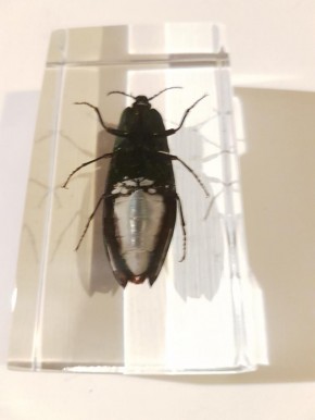 Echter Prachtkäfer - Buprestid beetle  Präparat in Kunstharz
