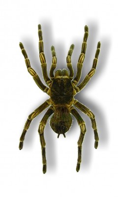 Große Vogelspinne - Acanthoscurria ferina