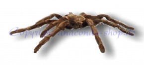 Große Vogelspinne - Acanthoscurria ferina