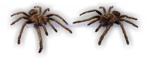 Große Vogelspinne - Acanthoscurria ferina