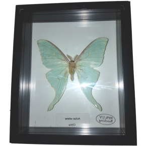 Actias selene Wunderschöner Schmetterling beidseitig UV-Schutzglas- Schaukasten