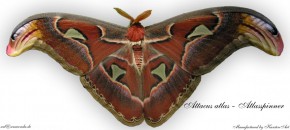 Attacus atlas - Atlasspinner