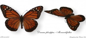 Danaus plexippus - Monarch Bild auf Fototasse