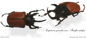 Eupatorus cracilicornis - Fünfhornkäfer Bild auf Fototasse