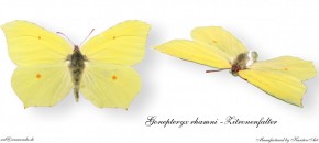 Gonepteryx rahmni - Zitronenfalter Bild auf Fototasse