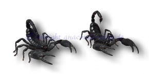 Schwarzer Laos-Skorpion - Heterometrus laoticus