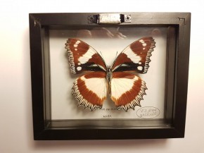 Hypolimnas dexithea Wunderschöner Schmetterling, Beidseitig UV- Schutzglas- Rahmen