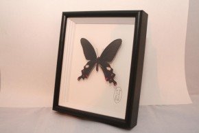 Papilio Dasarada. Wunderschöner Schmetterling in Schaukasten mit UV-Schutzglas