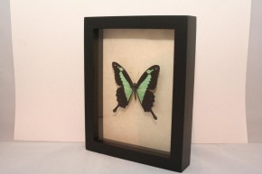 Papilio phorcas. Wunderschöner Schmetterling in Schaukasten mit UV-Schutzglas