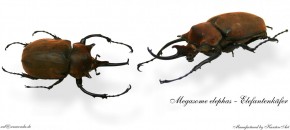 Megasoma elephas - Elefantenkäfer