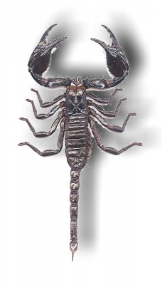 Schwarzer Laos-Skorpion - Heterometrus laoticus