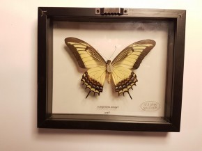 Papilio androgeus Wunderschöner Schmetterling, Beidseitig UV- Schutzglas- Rahmen