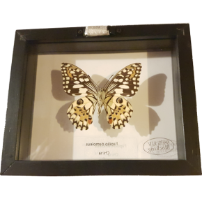 Papilio demoleus Wunderschöner Schmetterling beidseitig UV-Schutzglas- Schaukasten