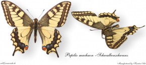 Papilio machaon - Schwalbenschwanz