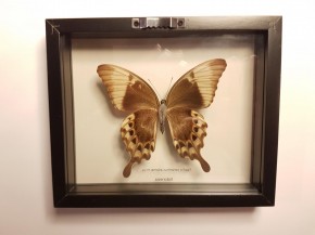 Papilio peranthus adamanthius Wunderschöner Schmetterling, Beidseitig UV- Schutzglas- Rahmen