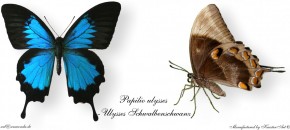 Papilio ulysses - Ulysses Schwalbenschwanz
